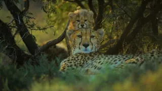 Dcery a synové divočiny (3/5)