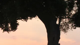 Rok na planetě Zemi (4/6)