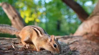 Rok na planetě Zemi (4/6)