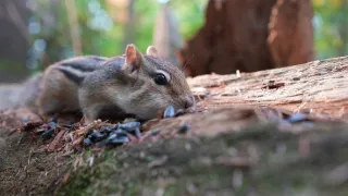 Rok na planetě Zemi (4/6)