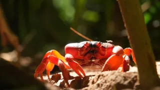 Rok na planetě Zemi (4/6)