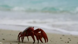 Rok na planetě Zemi (4/6)