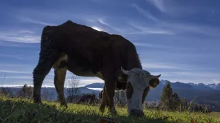 Hohenlohe knieža Tatier