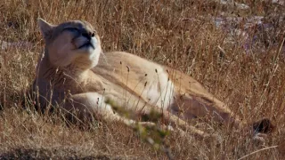 Patagonské pumy (2)