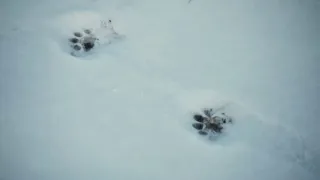 Patagonské pumy (2)