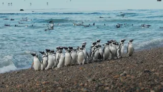 Patagonské pumy (2)