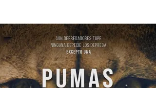 Patagonské pumy (2)