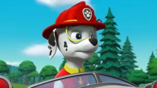 Tlapková patrola IV