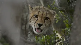 Pozoruhodná gepardí rodinka (1/3)