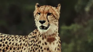 Pozoruhodná gepardí rodinka (1/3)