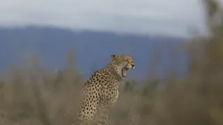 Pozoruhodná gepardí rodinka (1/3)