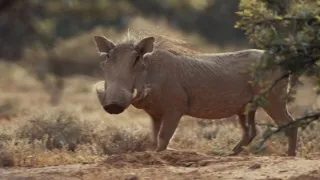 Pozoruhodná gepardí rodinka (1/3)