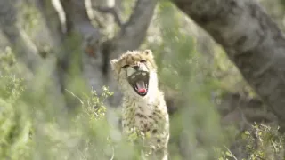 Pozoruhodná gepardí rodinka (1/3)