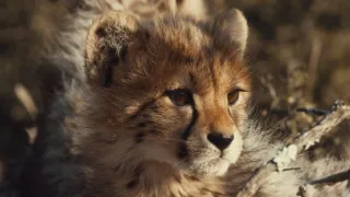 Pozoruhodná gepardí rodinka (1/3)