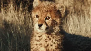 Pozoruhodná gepardí rodinka (1/3)