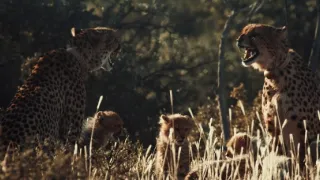 Pozoruhodná gepardí rodinka (1/3)