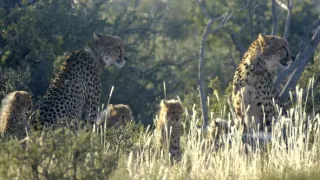 Pozoruhodná gepardí rodinka (1/3)