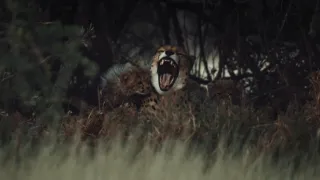 Pozoruhodná gepardí rodinka (1/3)