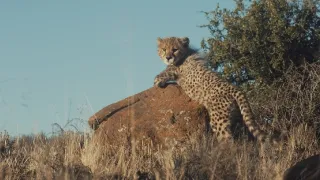 Pozoruhodná gepardí rodinka (1/3)