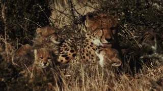 Pozoruhodná gepardí rodinka (1/3)