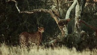 Pozoruhodná gepardí rodinka (1/3)