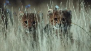 Pozoruhodná gepardí rodinka (1/3)