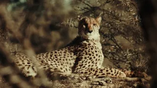 Pozoruhodná gepardí rodinka (1/3)