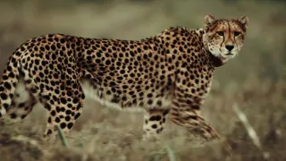 Pozoruhodná gepardí rodinka (1/3)