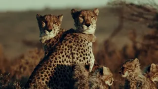 Pozoruhodná gepardí rodinka (1/3)