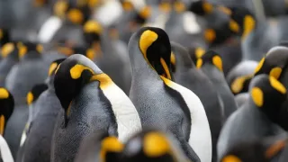 Rok na planetě Zemi (5/6)