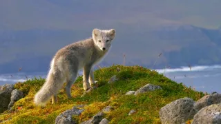 Zázračná planeta: Mláďata - první rok na světě (3/3)