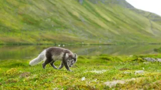 Zázračná planeta: Mláďata - první rok na světě (3/3)