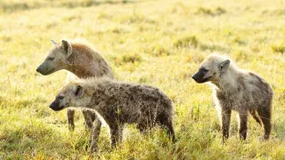 Zázračná planeta: Mláďata - první rok na světě (3/3)