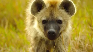 Zázračná planeta: Mláďata - první rok na světě (3/3)