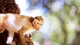 Zázračná planeta: Mláďata - první rok na světě (3/3)