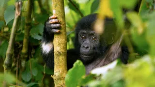 Zázračná planeta: Mláďata - první rok na světě (3/3)