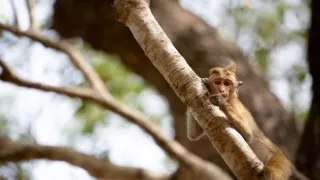 Zázračná planeta: Mláďata - první rok na světě (3/3)