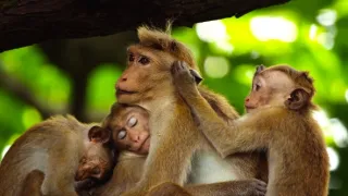 Zázračná planeta: Mláďata - první rok na světě (3/3)