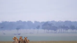 Zázračná planeta: Vzestup a pád lví smečky (1/2)