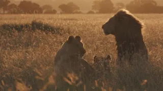 Zázračná planeta: Vzestup a pád lví smečky (1/2)