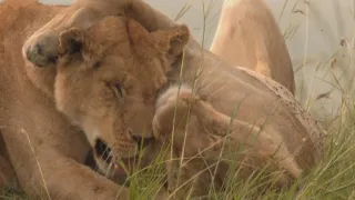 Zázračná planeta: Vzestup a pád lví smečky (1/2)