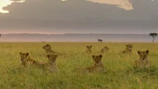 Zázračná planeta: Vzestup a pád lví smečky (1/2)