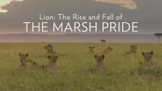 Zázračná planeta: Vzestup a pád lví smečky (1/2)