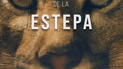 Patagonské pumy (3)