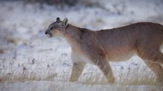 Patagonské pumy (3)