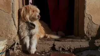 Patagonské pumy (3)