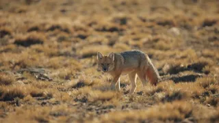 Patagonské pumy (3)