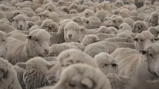 Patagonské pumy (3)