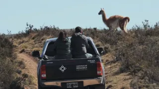 Patagonské pumy (3)