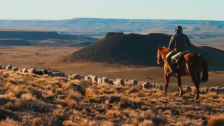 Patagonské pumy (3)